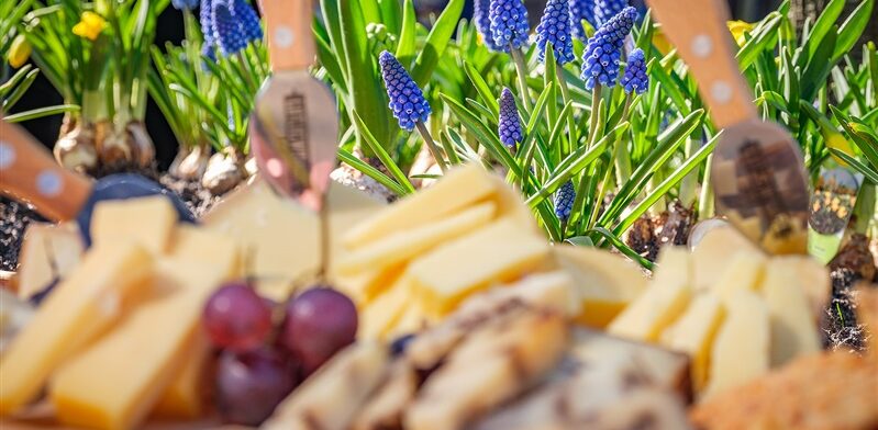 Kaasplank met Goudse kaas, druiven en crackers op een lentedag, met blauwe druifjes en narcissen op de achtergrond.